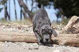CANE CORSO 482